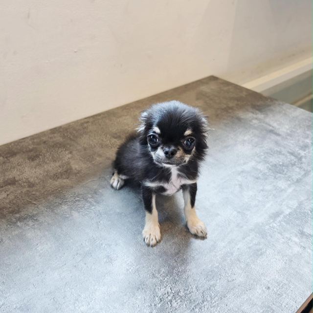 치와와, 이름 제리