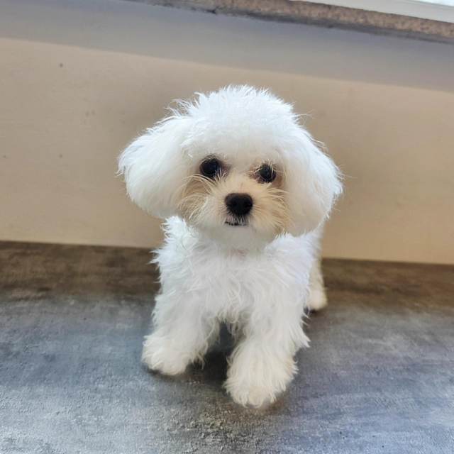 비숑프리제, 이름 설이