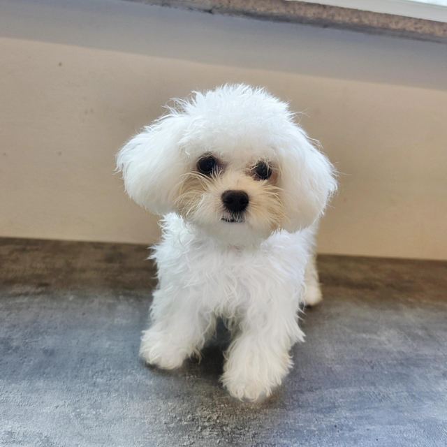 비숑프리제, 이름 설이
