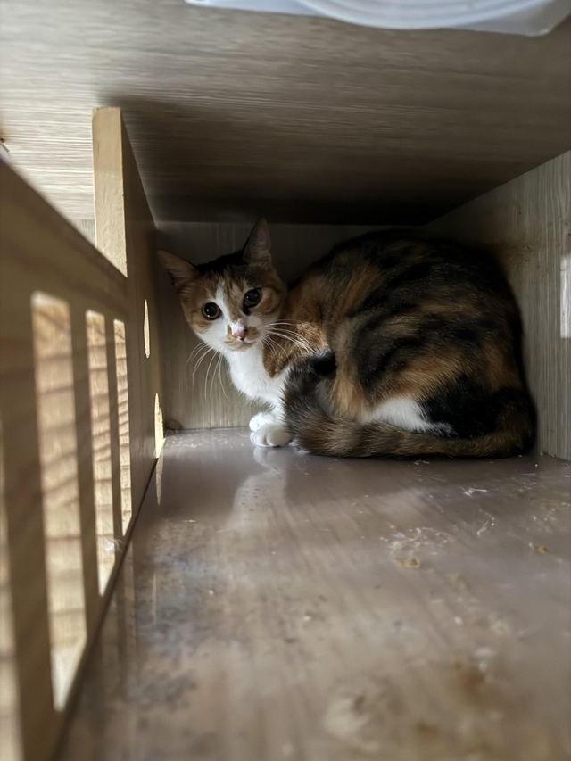 코리안숏헤어, 이름 보리