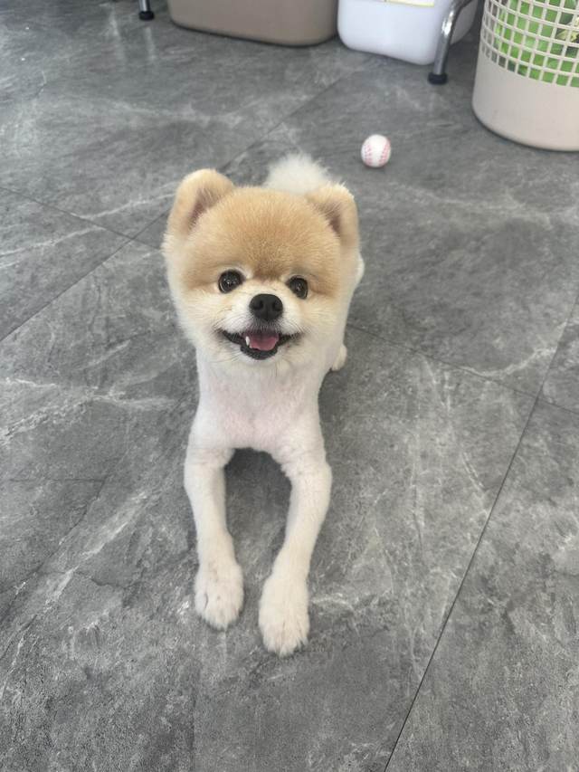 포메라니안, 이름 토르