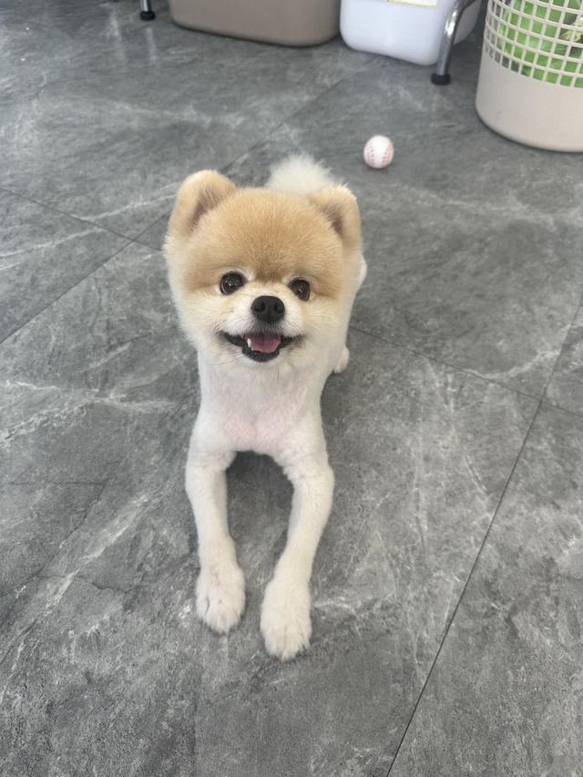 포메라니안, 이름 토르