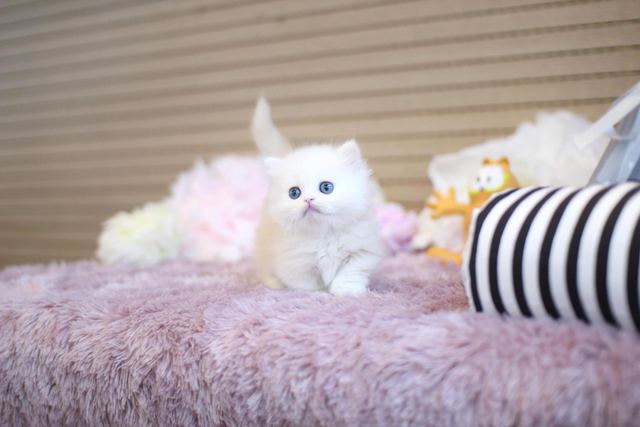 먼치킨