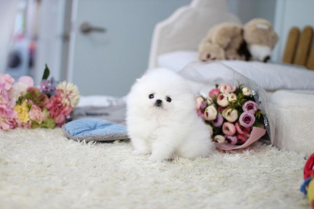 포메라니안