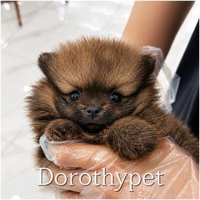 포메라니안