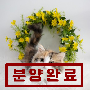 페르시안