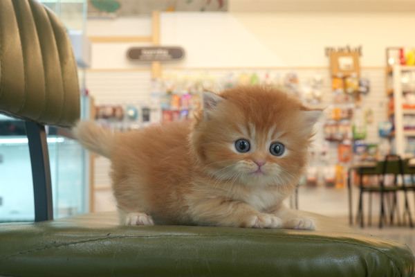 기타
