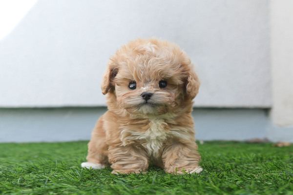 푸들, 이름 토이푸들