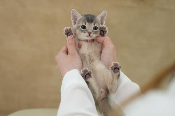 아비시니안