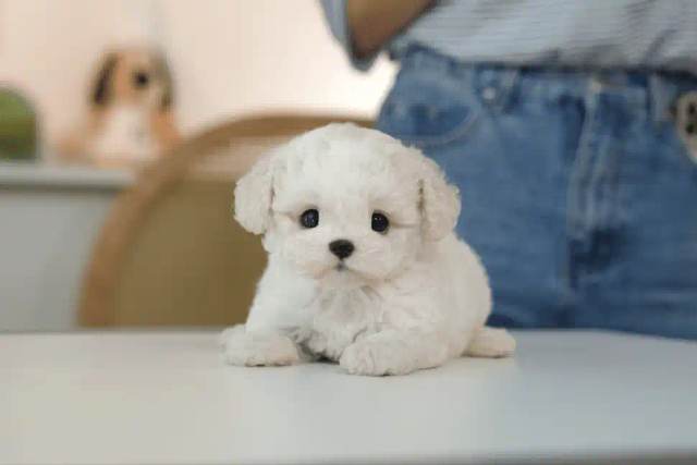 비숑프리제, 이름 미니비숑