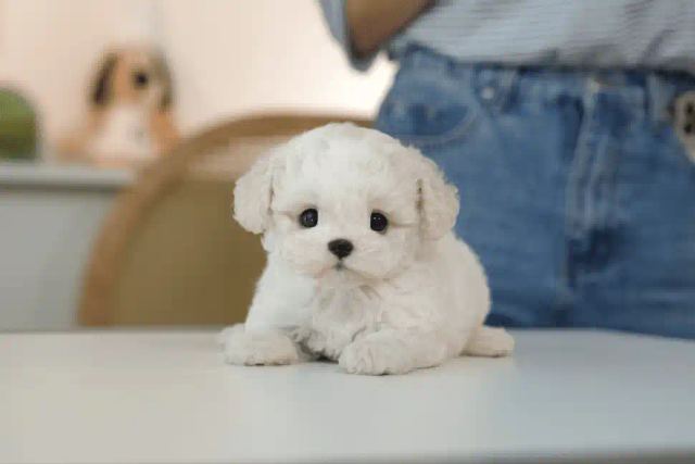 비숑프리제, 이름 미니비숑