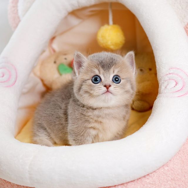 먼치킨, 이름 땅콩