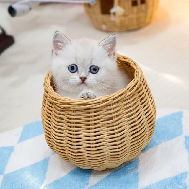 먼치킨, 이름 래퍼
