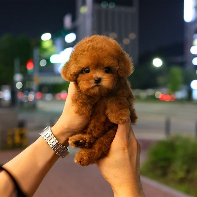 푸들, 이름 수정