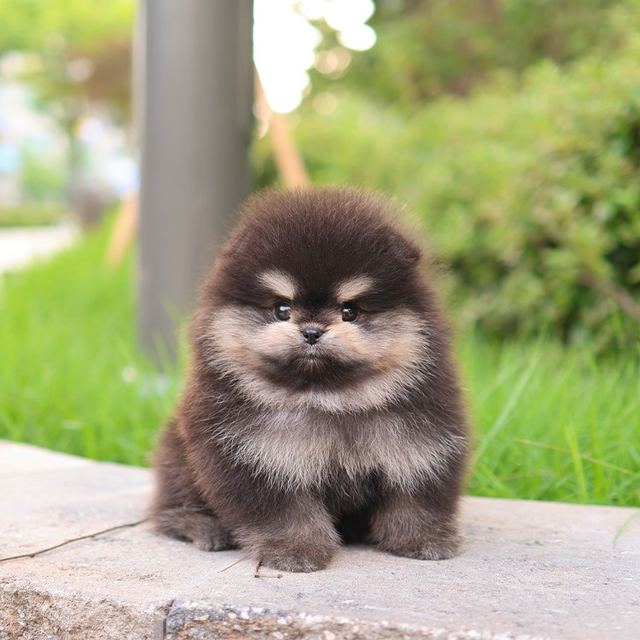 포메라니안, 이름 누아