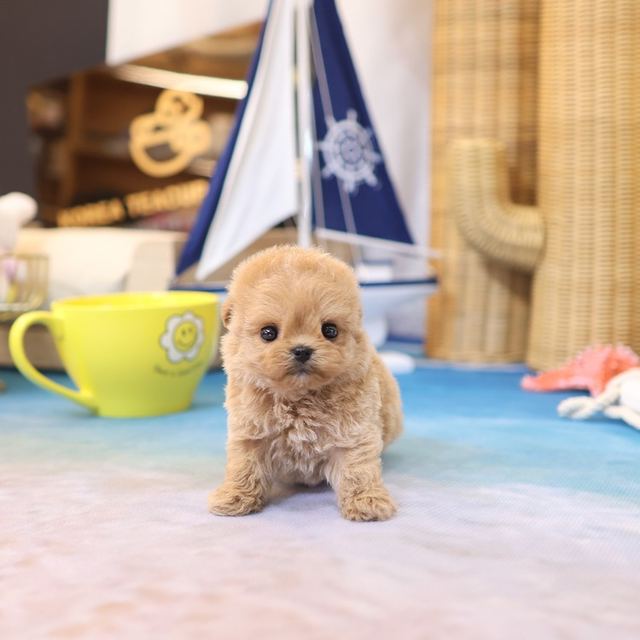 말티푸, 이름 꾸앙
