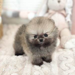 포메라니안, 이름 포메라니안 베어