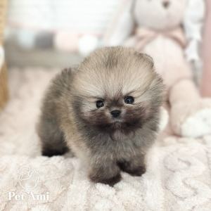 포메라니안, 이름 포메라니안 베어