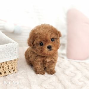 푸들, 이름 토이푸들 순대