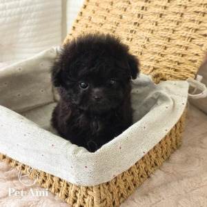 푸들, 이름 토이푸들 실버 보디