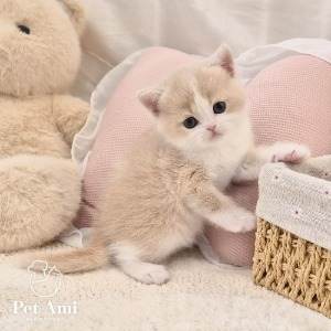 브리티쉬숏헤어, 이름 브리티쉬숏헤어 데니