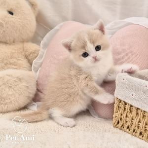 브리티쉬숏헤어, 이름 브리티쉬숏헤어 데니