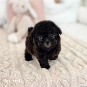 토이푸들 실버 한별이