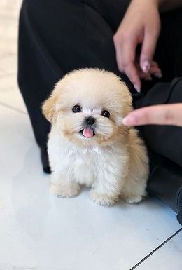 푸들