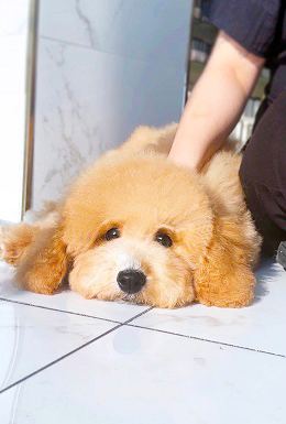 골든두들