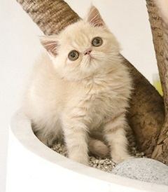엑조틱숏헤어, 이름 엑죠틱 숏헤어