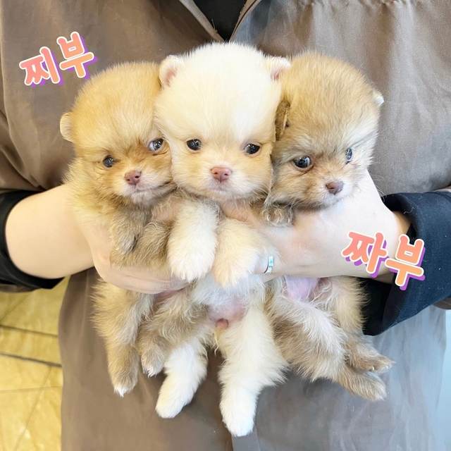 포메라니안