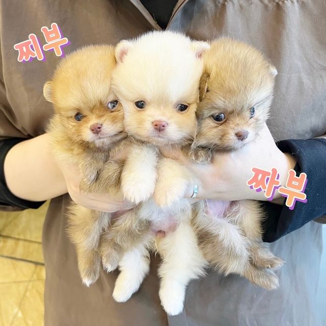 포메라니안