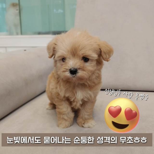 말티푸