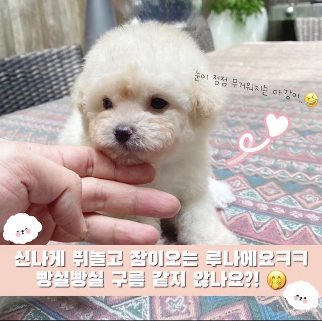 비숑프리제