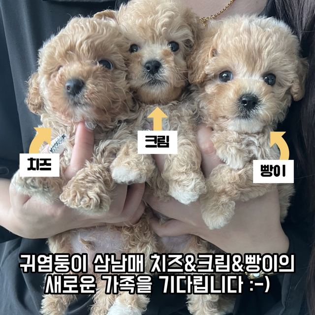 푸들