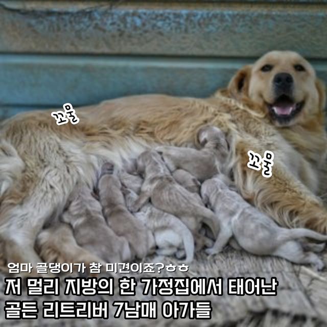 골든리트리버