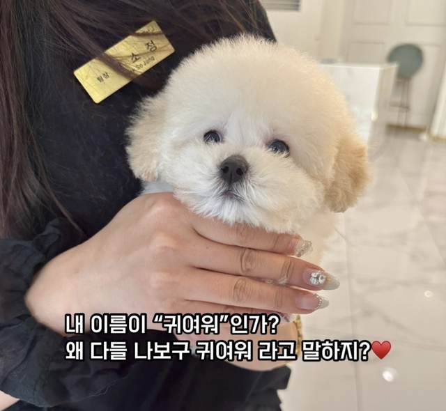 푸들