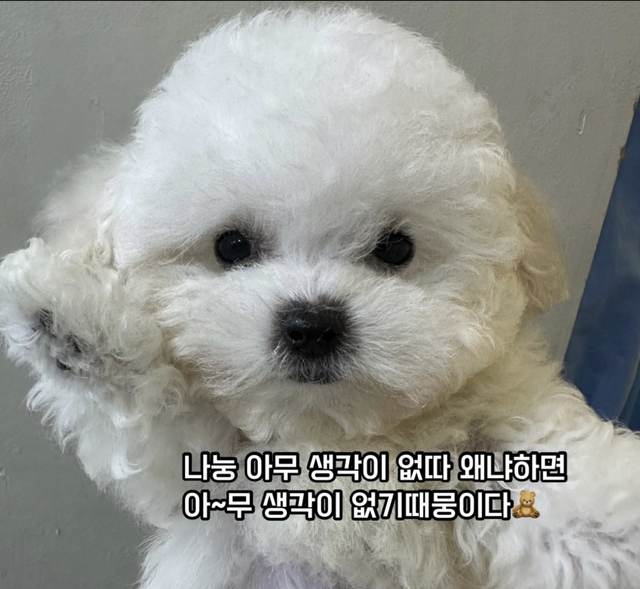 비숑프리제