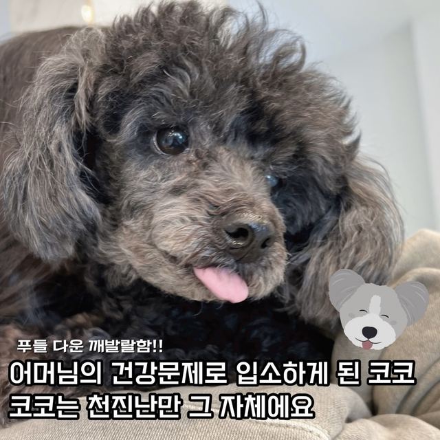 푸들