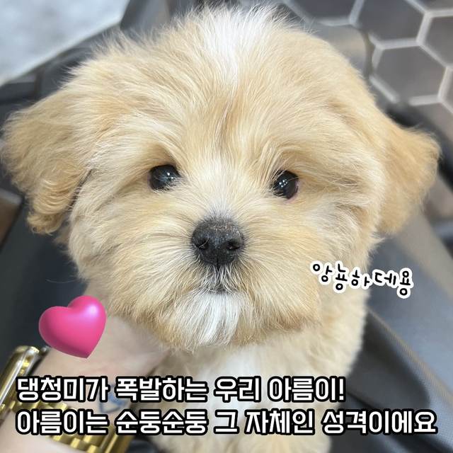 말티푸