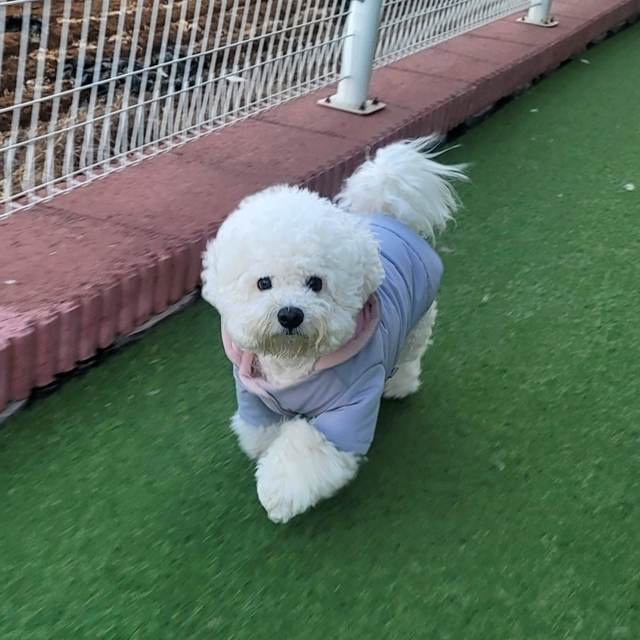 비숑프리제