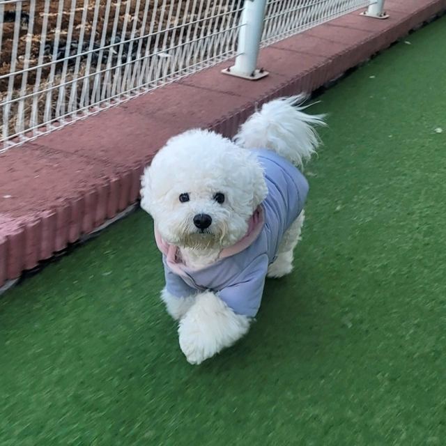비숑프리제