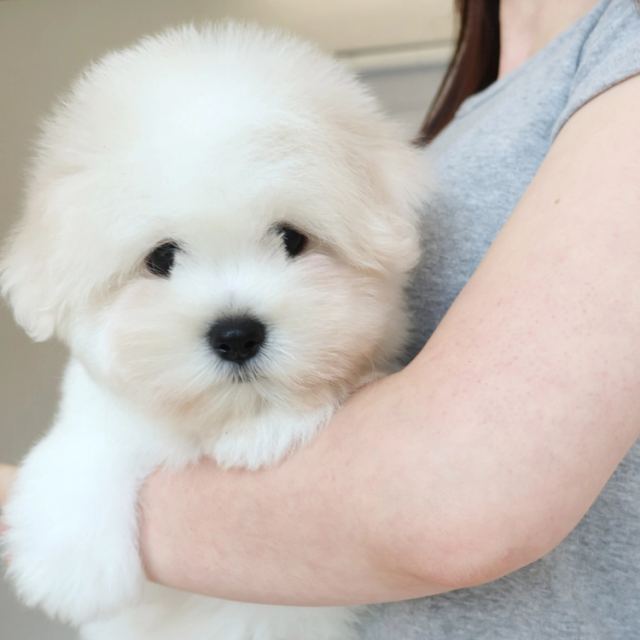 꼬똥드툴레아, 이름 율무