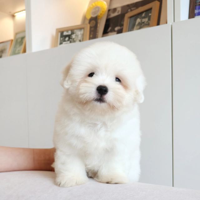 꼬똥드툴레아, 이름 치치