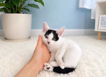 코리안숏헤어, 이름 한국 고양이