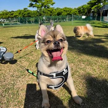 포메라니안