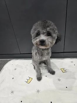 푸들