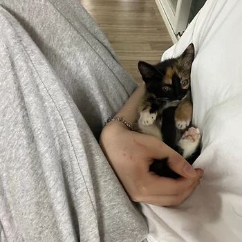 코리안숏헤어, 이름 한국 고양이