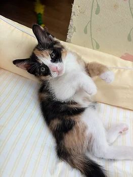 코리안숏헤어, 이름 한국 고양이