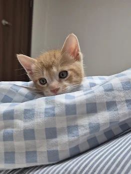 코리안숏헤어, 이름 한국 고양이